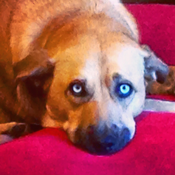 Bella the dog
